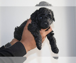 Small #3 Cock-A-Poo-Poodle (Toy) Mix