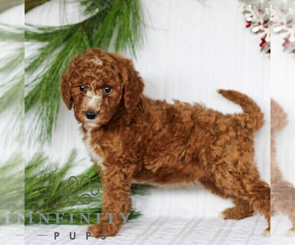 Medium Photo #1 Goldendoodle (Miniature) Puppy For Sale in LITITZ, PA, USA