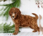 Small Goldendoodle (Miniature)
