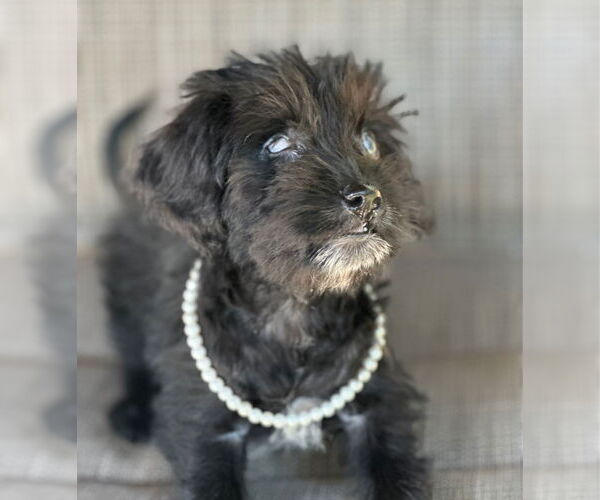 Medium Photo #4 Dachshund-Unknown Mix Puppy For Sale in Weston, FL, USA