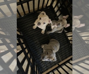 American Bully Puppy for sale in SYRACUSE, NY, USA