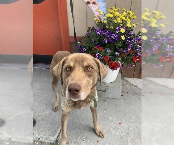 Medium Photo #2 Siberian Husky-Weimaraner Mix Puppy For Sale in Fairbanks, AK, USA