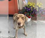 Small #1 Siberian Husky-Weimaraner Mix