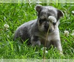 Small #6 French Bulldog