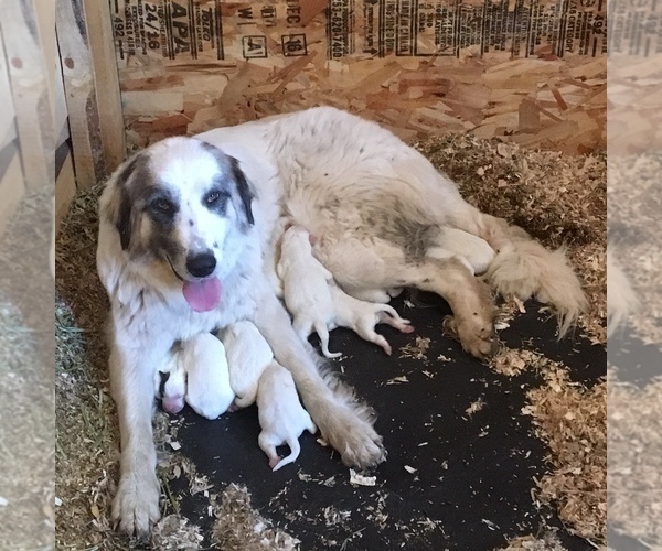 Medium Photo #2 Anatolian Shepherd-Great Pyrenees Mix Puppy For Sale in DEARY, ID, USA