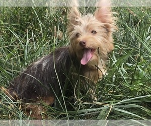 Yorkshire Terrier Puppy for Sale in HUDDLESTON, Virginia USA