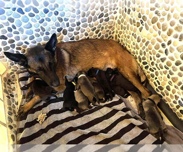 Medium Photo #4 Mutt Puppy For Sale in Imlay City, MI, USA