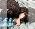 Small Photo #18 Aussiedoodle Miniature  Puppy For Sale in GOSHEN, OH, USA