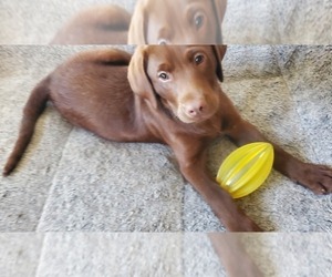 Labrador Retriever Puppy for sale in CENTRAL POINT, OR, USA
