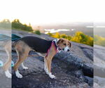 Small #11 Beagle