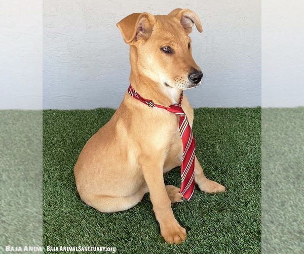 Medium Photo #2 Carolina Dog-Labrador Retriever Mix Puppy For Sale in San Diego, CA, USA