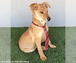 Small #1 Carolina Dog-Labrador Retriever Mix