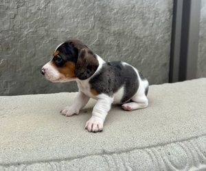 Dachshund Puppy for sale in WEBSTER, FL, USA