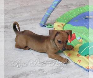 Chiweenie Puppy for sale in LE MARS, IA, USA
