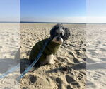 Small #8 Poodle (Miniature) Mix