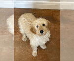 Small #1 Golden Retriever