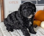 Small #10 Poodle (Miniature)