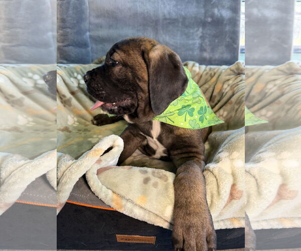 Medium Photo #2 Mutt Puppy For Sale in Goodyear, AZ, USA