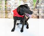 Small #1 Retriever  Mix