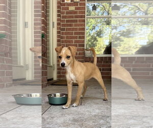 Chihuahua-Unknown Mix Dogs for adoption in The Woodlands, TX, USA