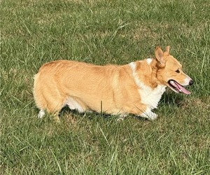 Pembroke Welsh Corgi Puppy for sale in MANSFIELD, MO, USA