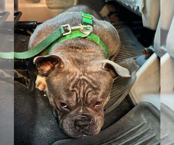 Medium Photo #4 French Bulldog-Unknown Mix Puppy For Sale in New York, NY, USA