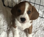 Small Photo #9 Beabull-Beagle Mix Puppy For Sale in HILLSBOROUGH, NJ, USA
