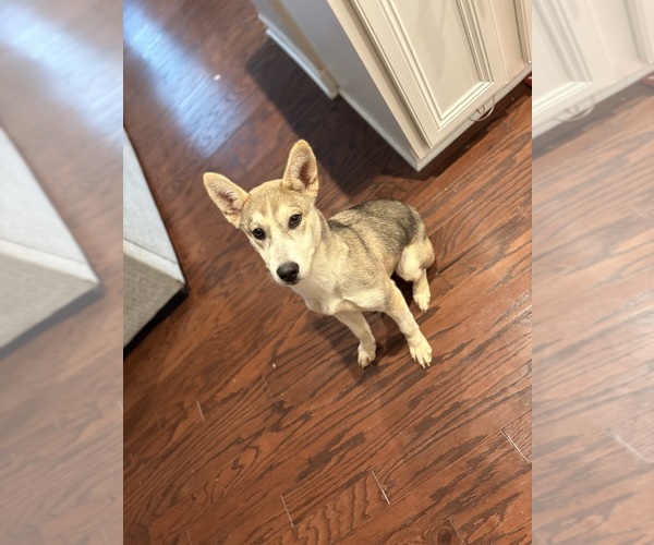 Medium Photo #1 Gerberian Shepsky Puppy For Sale in CHARLOTTE, NC, USA