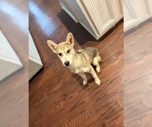 Gerberian Shepsky Puppy for Sale in CHARLOTTE, North Carolina USA