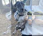 Small #8 Mutt