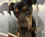 Small American Staffordshire Terrier Mix