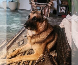 Father of the German Shepherd Dog puppies born on 07/07/2026