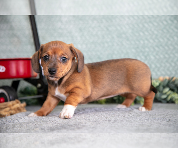 Medium Photo #3 Dachshund Puppy For Sale in ELIZABETHTOWN, PA, USA