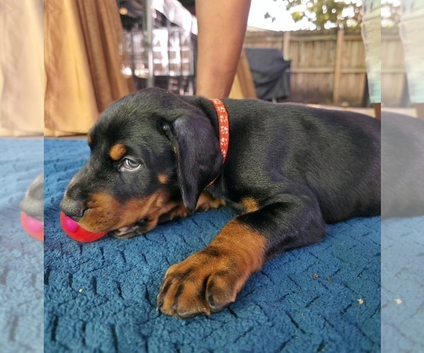 Medium Photo #3 Doberman Pinscher Puppy For Sale in MIAMI, FL, USA