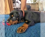 Small #2 Doberman Pinscher
