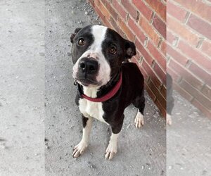 Lady P - Female Labrador Retriever-Unknown Mix Dog for Adoption - Photo #9