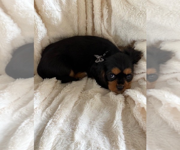 Medium Photo #12 Cavalier King Charles Spaniel Puppy For Sale in NAMPA, ID, USA