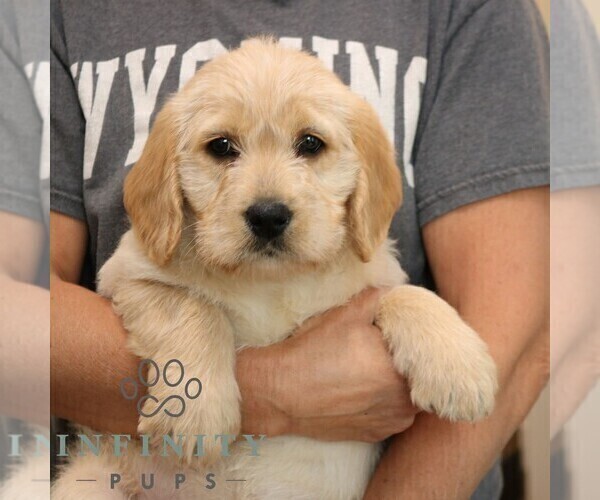 Medium Photo #2 Goldador Doodle Puppy For Sale in NARVON, PA, USA