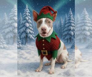 Mutt Dogs for adoption in Plano, TX, USA