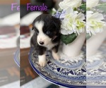 Puppy Puppy 1 Miniature Australian Shepherd