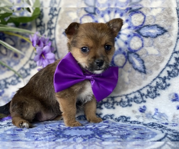 Medium Photo #2 Carkie Puppy For Sale in LANCASTER, PA, USA