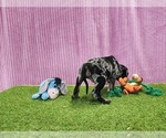 Small #3 Catahoula Leopard Dog