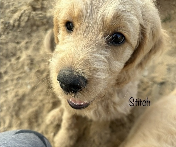 Medium Photo #1 Goldendoodle Puppy For Sale in ALLENDALE, MI, USA