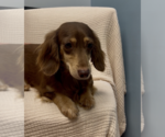 Small #3 Dachshund