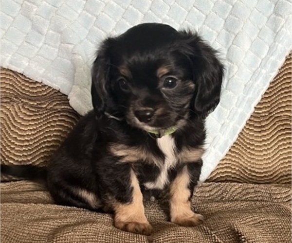 Medium Photo #1 Chilier Puppy For Sale in KALONA, IA, USA