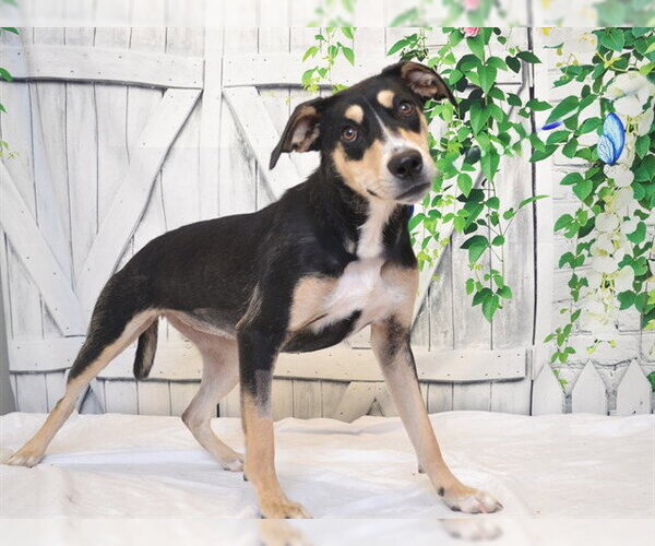 Medium Photo #1 Shepradors Puppy For Sale in Oroville, CA, USA