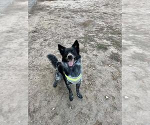 Aries- - Male Border Collie-Texas Heeler Mix Dog for Adoption - Photo #3
