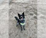 Small #2 Border Collie-Texas Heeler Mix