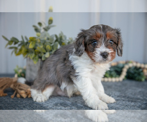 Cavapoo Litter for sale in WOLCOTTVILLE, IN, USA