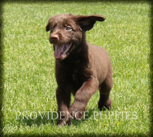 Medium Photo #1 Labradoodle Puppy For Sale in WAYLAND, IA, USA